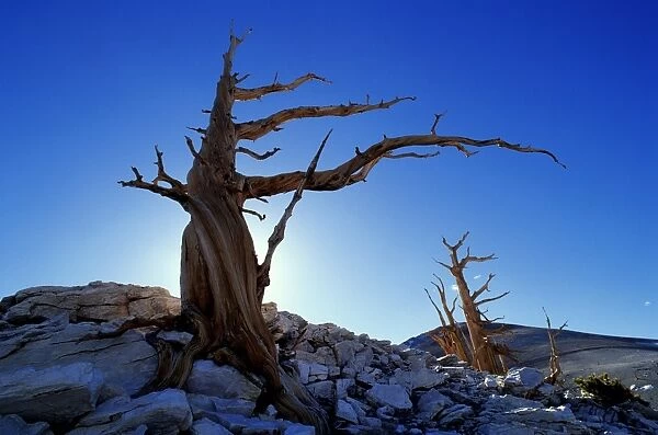 Bristlecone pines (Pinus aristata), White Mountains, California, USA