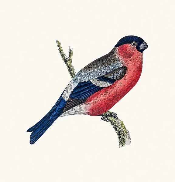 Bullfinch Bird