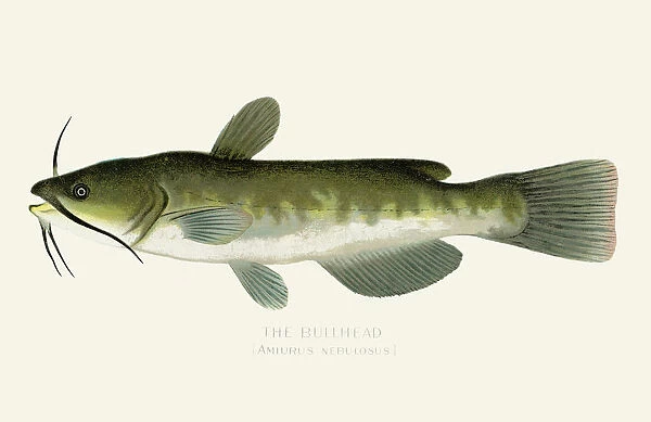 The bullhead fish illustration 1899