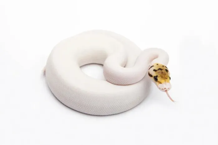 Framed Print : Bumble Bee Piebald Ball Python Print Framed Print : Bumble Bee Piebald Ball Python Print