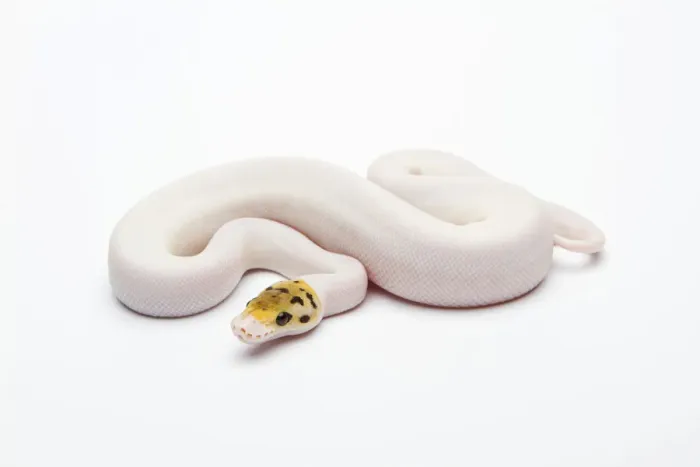 Framed Print : Bumble Bee Piebald Ball Python Print Framed Print : Bumble Bee Piebald Ball Python Print