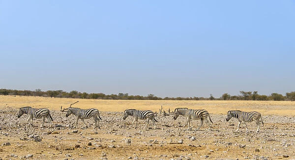 Burchells Zebras -Equus burchellii-, Etosha National Park, Namibia