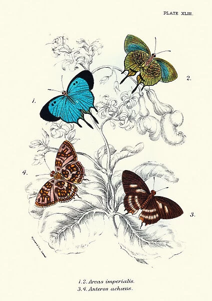 Butterflies, Arcas imperialis, Anteros achaeus, Art print