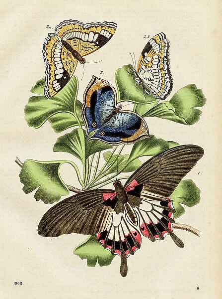 Butterflies Chromolithograph 1868