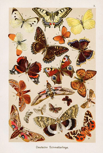 Butterfly Chromolithography 1899