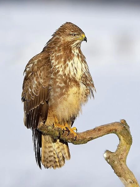 Buzzard (Buteo buteo), perched on a branch in a snow-covered landscape, Swabian Alb Biosphere Reserve, Baden-Wuerttemberg, Germany