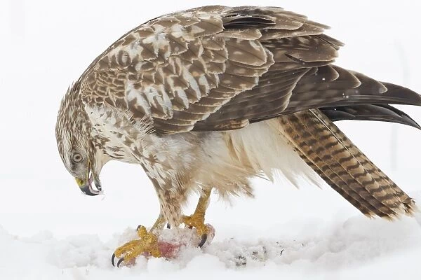 Buzzard -Buteo buteo- in the snow with prey, Hesse, Germany