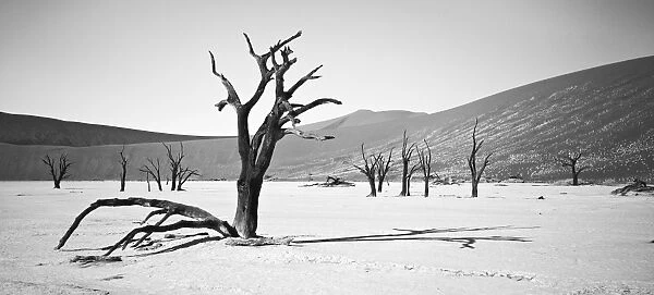Camel thorn -Acacia erioloba-, Dead Vlei, Sossusvlei, Namib-Naukluft National Park, Namibia, Africa