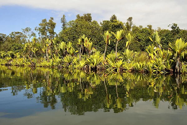 Canal des Pangalanes with various water plants, Tamatave, Madagascar, Africa