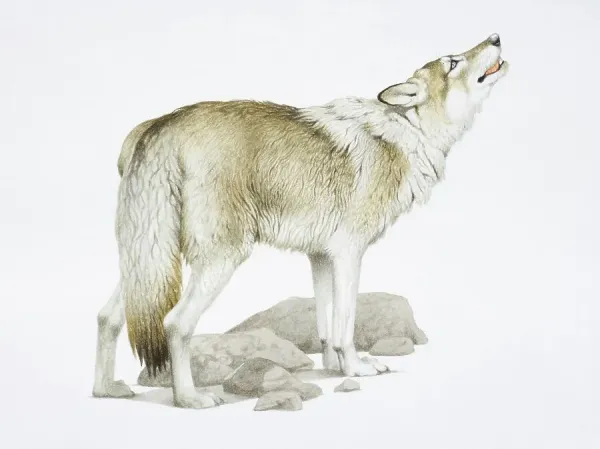 Grey Wolf Raising its Head while Howling Art Prints