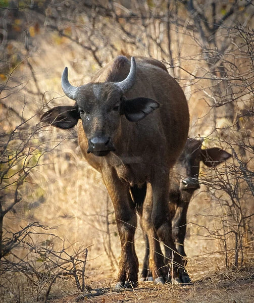 Cape Buffalo Female with Young Calf Looking at Camera at Matusadona, Zimbabwe
