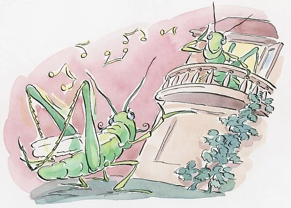 Cartoon of grasshopper attracting a mate by rubbing its back legs to chirp as she looks down from balcony