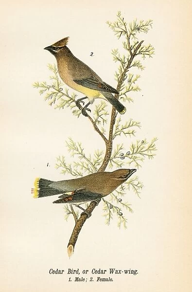 Cedar bird lithograph 1890