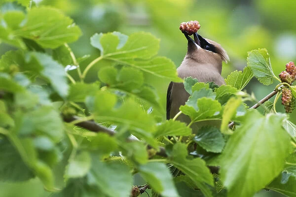 Cedar waxwing with mulberry