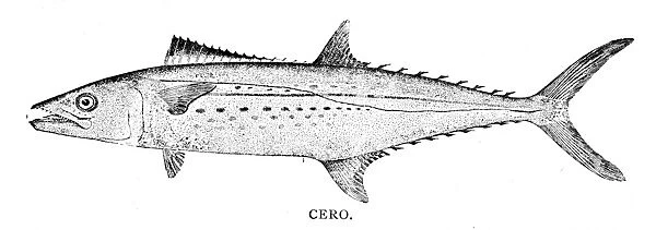 Cero fish engraving 1898