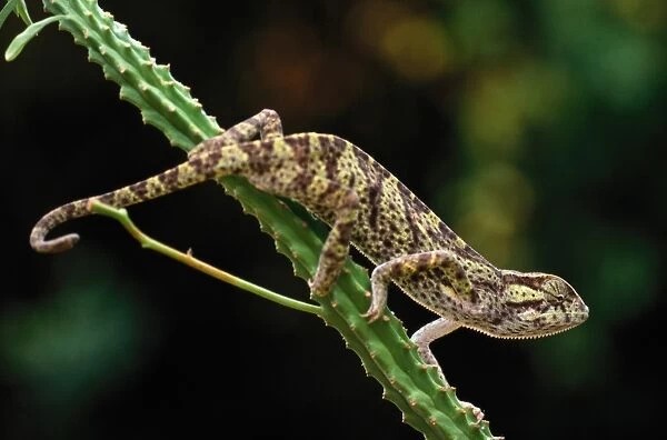 Chameleon (Chameleo rudis rudis), Uganda