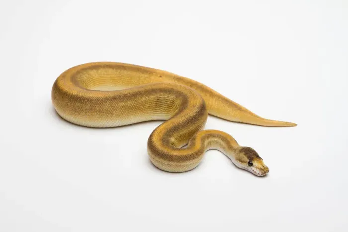 Framed Print : Champagne Cinnamon Ball Python Print