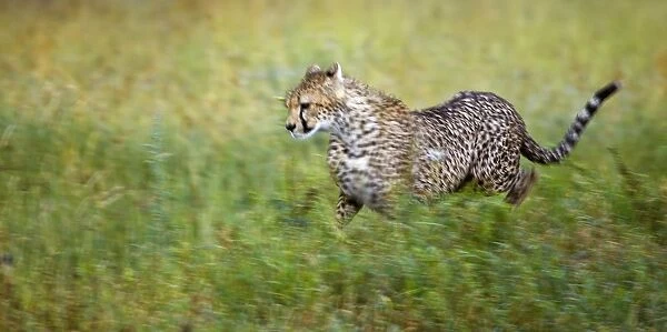 Cheetah (Acinonyx jubatus), running, Serengeti National Park, Tanzania, Africa