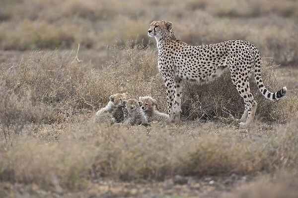 Cheetahs -Acinonyx jubatus-, female cheetah with cubs, Serengeti, Tanzania
