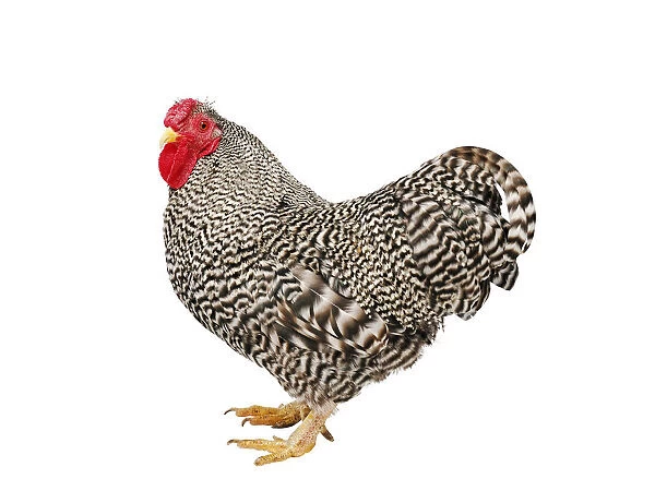 Chicken (Gallus gallus domesticus), Wyandotte Bantam cockerel