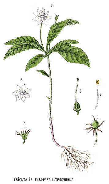 chickweed-wintergreen or arctic starflower