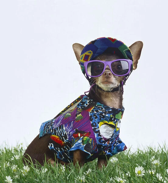 Chihuahua in summer outfit