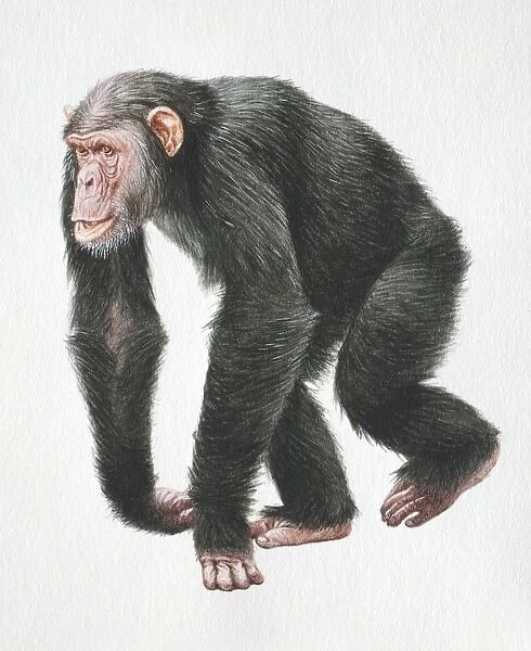 Chimpanzee, Pan troglodytes, walking on all fours, front view