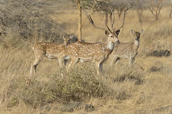 Chital, Cheetal or Axis Deer -Axis axis-, Gir Forest National Park, Gir Sanctuary, Gujarat, India