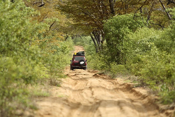 Chobe National Park, National Park, Color Image, Day, Dirt Road, Focus On Background
