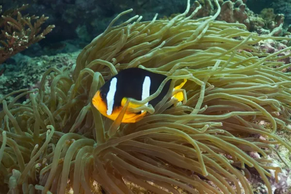 Clarks Anemonefish or Yellowtail Clownfish -Amphiprion clarkii-, near Fahal, Oman