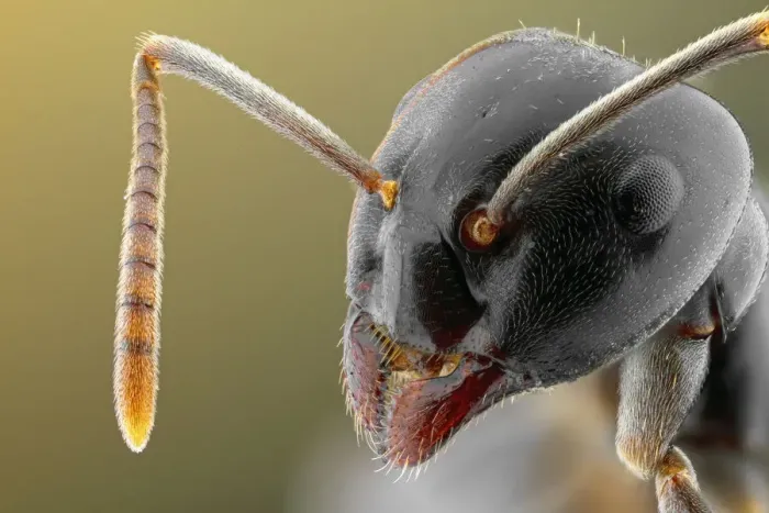Framed Print : Close-up Print of an Ant Framed Print : Close-up Print of an Ant