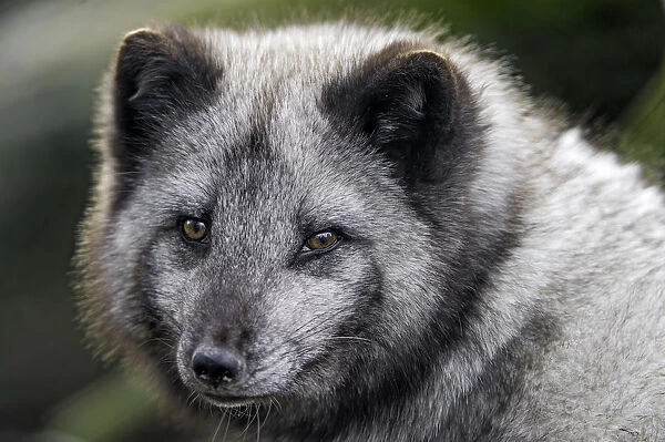 Close portrait of an arctic fox