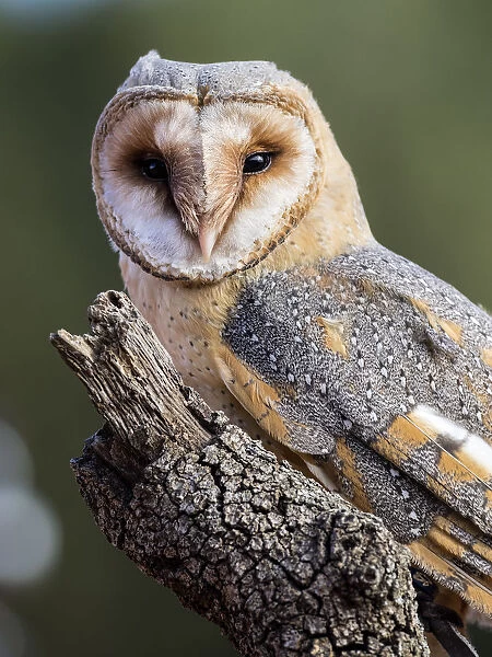 Close-Up Of Barn Owl perched on an old trunk of tree hunting. Spain