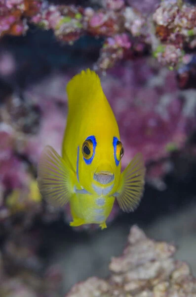 Close-up of lemonpeel angelfish (Centropyge Flavissimus), Fiji
