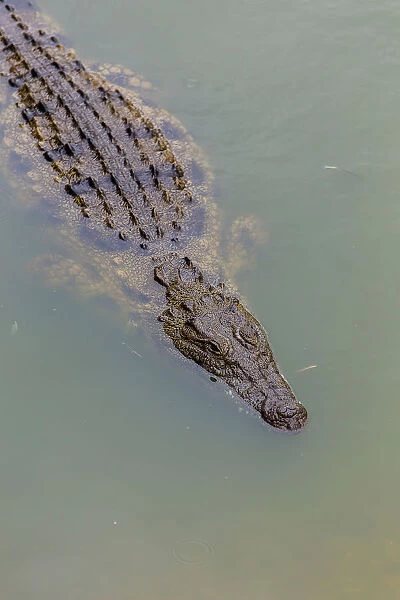 Close-up of Nile crocodile (Crocodylus niloticus) swimming in a pond on a Crocodile farm in the Western Cape Province, South Africa
