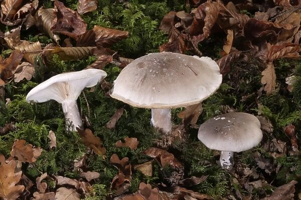 Clouded Agaric or Cloud Funnel -Clitocybe nebularis-, Untergroeningen, Baden-Wuerttemberg, Germany, Europe