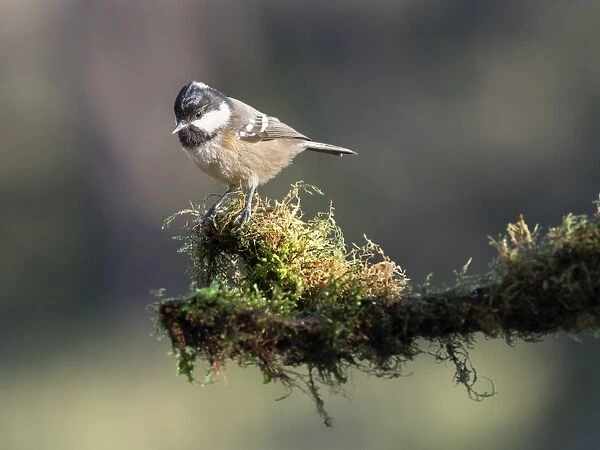 Coal Tit (Periparus ater), adult, standing on a branch of tree with lichens. Spain, Europe