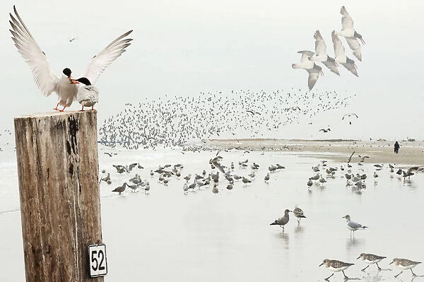 Coastal habitat with shorebirds