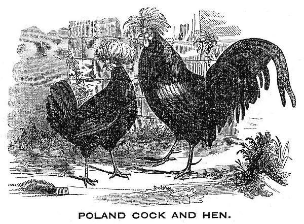 Cock and Hen engraving 1844