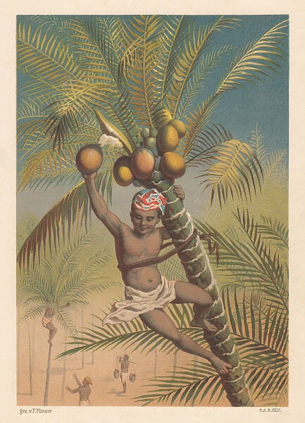 Coconut picker, litthograph, published in 1883