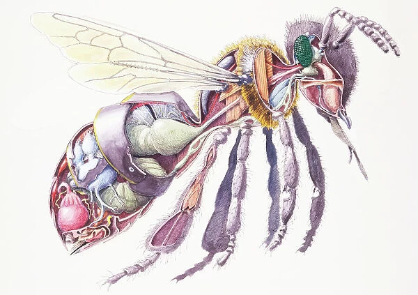 Honey Bee (Apis mellifera), internal anatomy, cross-section (13558571