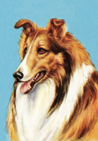 Collie. http: /  / csaimages.com / images / istockprofile / csa_vector_dsp.jpg