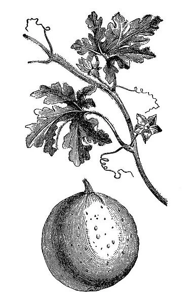 colocynth, bitter apple, bitter cucumber, desert gourd, egusi, vine of Sodom, or wild gourd