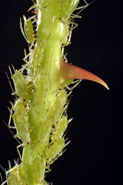 Colony of Large Rose Aphids -Macrosiphum rosae-, pests, on a Rose -Rosa- with a thorn, macro shot, Baden-Wurttemberg, Germany