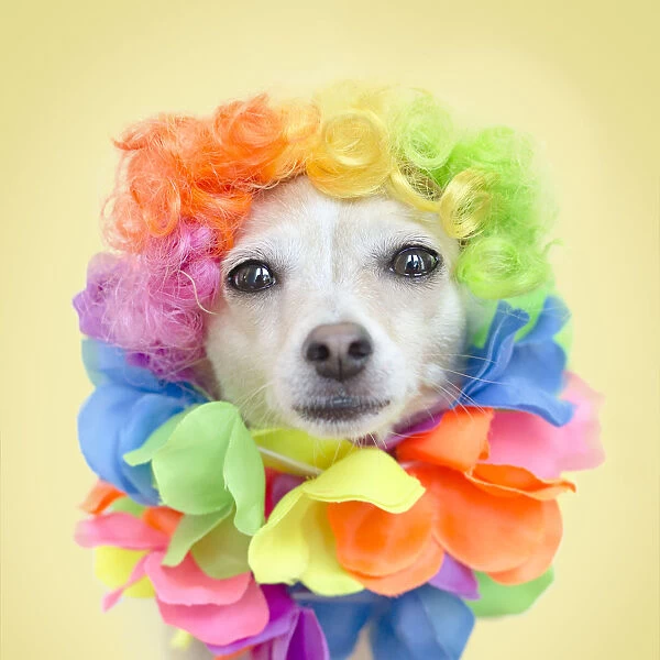 Colorful Chihuahua