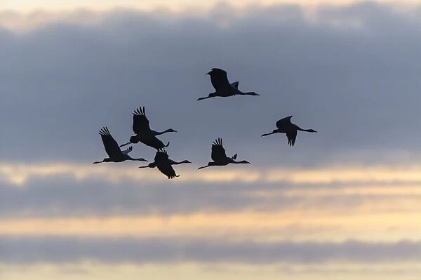 Commom Cranes -Grus grus- in flight, Lower Saxony, Germany