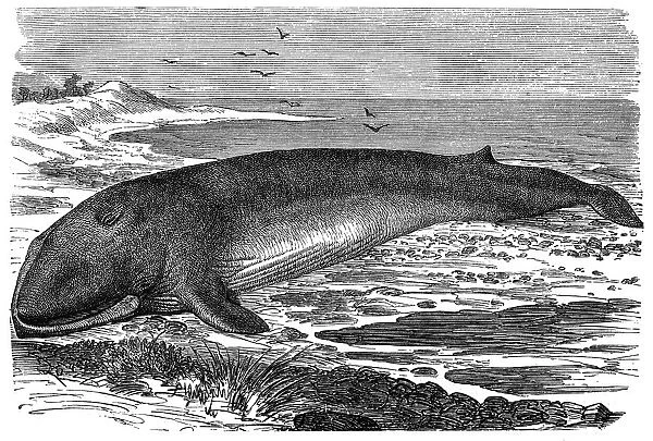 Common Fin-whale (Physalus antiquorum)