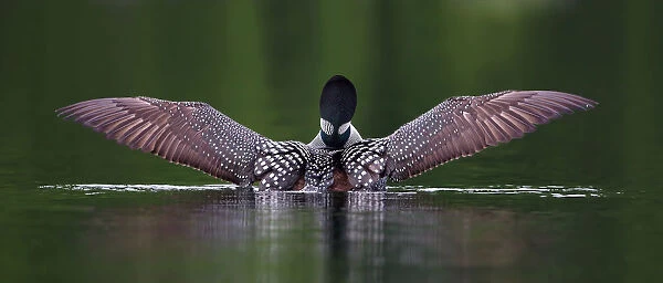 Wings. Common loon stretches her wings