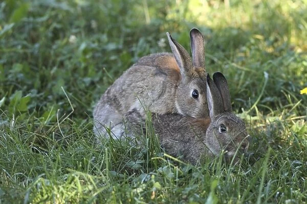 Common rabbits -Oryctolagus cuniculus-, mating, Lower Austria, Austria