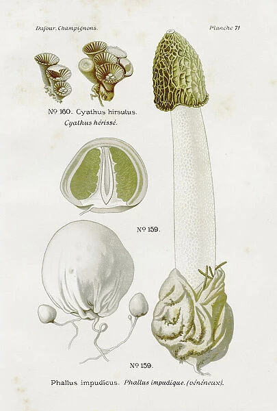 Common stinkhorn mushroom 1891